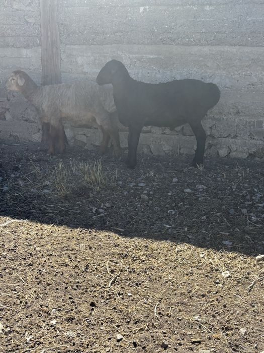 кошкар токты кошкарлар