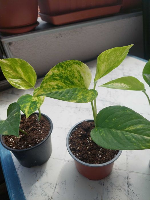 Epiprеnium aureum Дяволски бръшлян