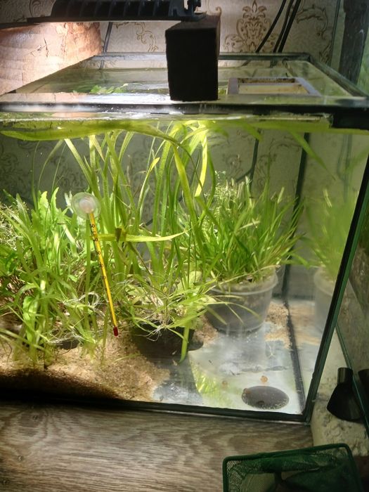 Криптокорина остались 2 шт по 2000 тг