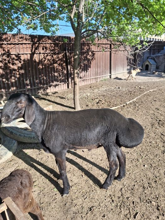 Қозы қошқар, гиссар