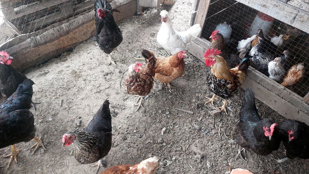 Продаю молодых курей, яйцонесушие