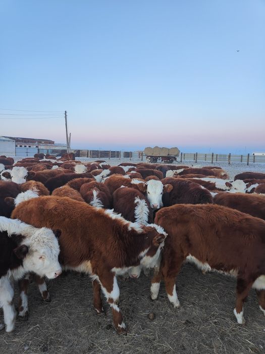 Ұрғашы подсостар сатылады.