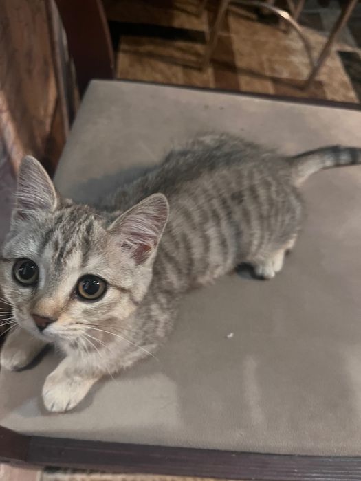 Шотландские котенок