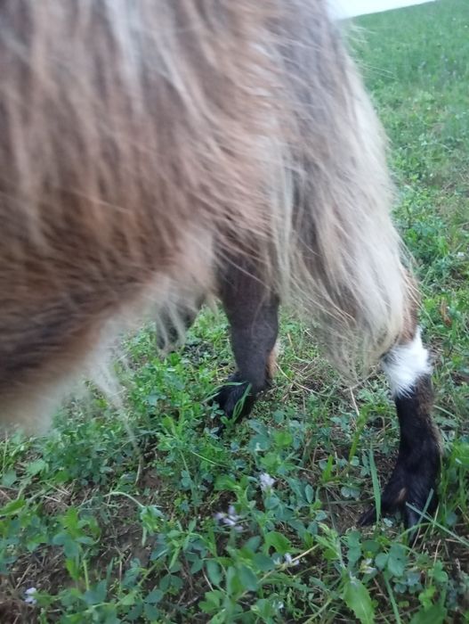 Vând capra de 3 ani