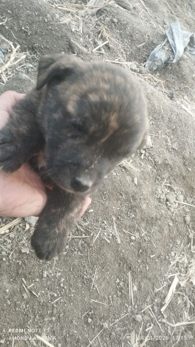 pidbul bolalari 1 oylik