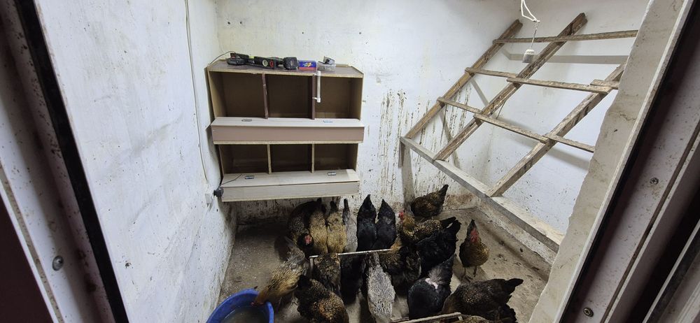 Яйцо на инкубатор