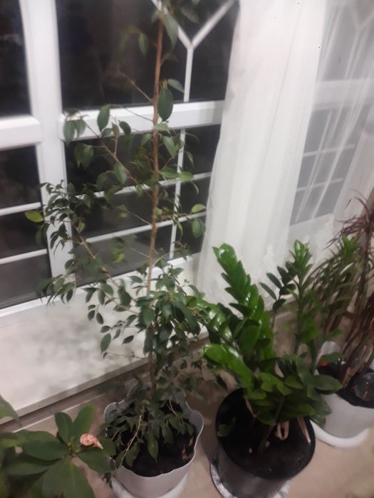 Комнатные цветы большие