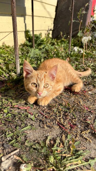 Котята,4 месяца,мальчики