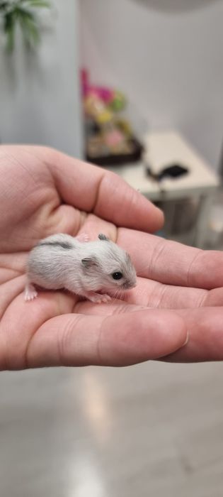 PACHET Cusca hamsteri+4 hamsteri pitici