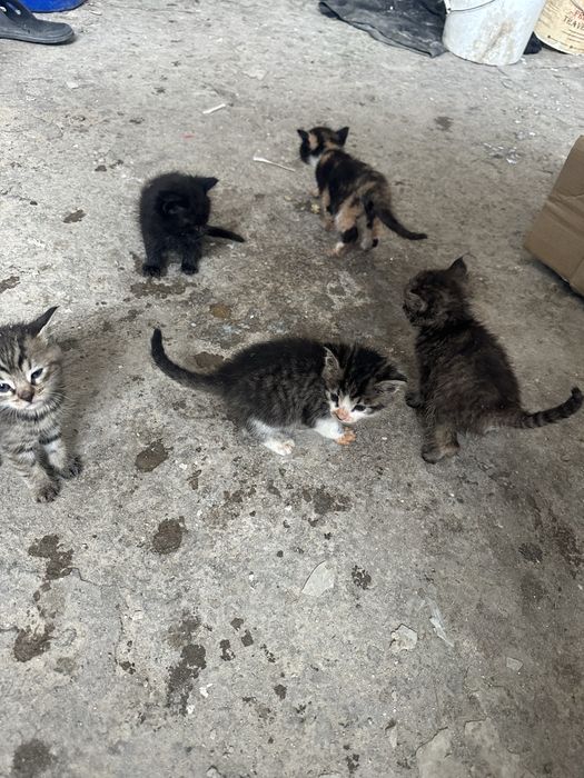 Отдам котят срочна на добрые люди