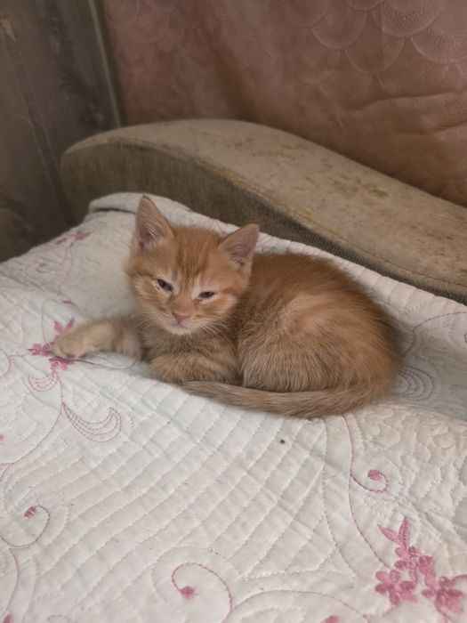 Отдам котят бесплатно