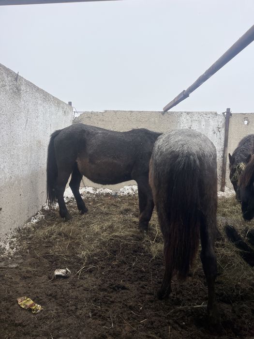 Продается кобылы,жеребцы,жеребята