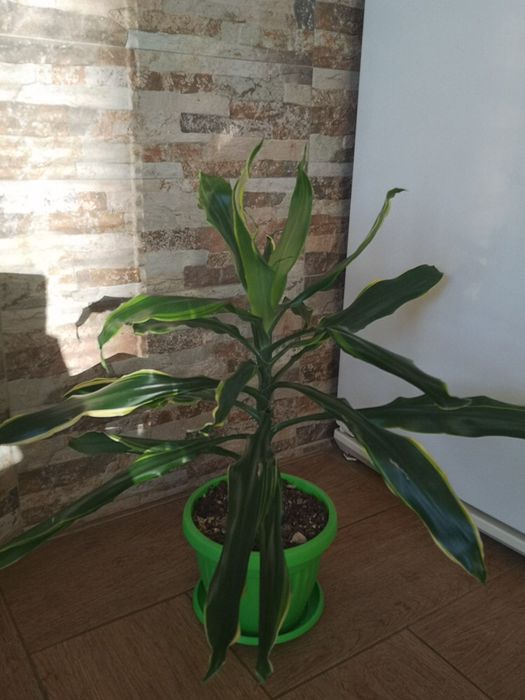 Двуколорна драцена в нова саксия с ПОДАРЪК