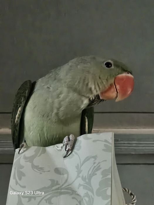 Александровский попугай 9 ойли