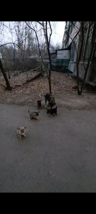 Щенки, в хорошие, добрые руки.