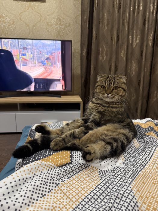 Отдам в хорошие руки кошечку