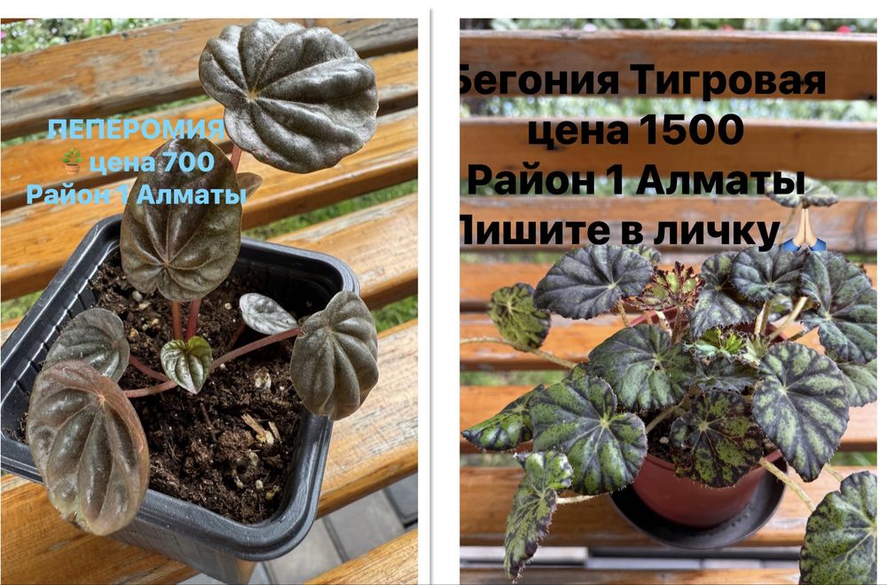 Продам комнатные цветы ,