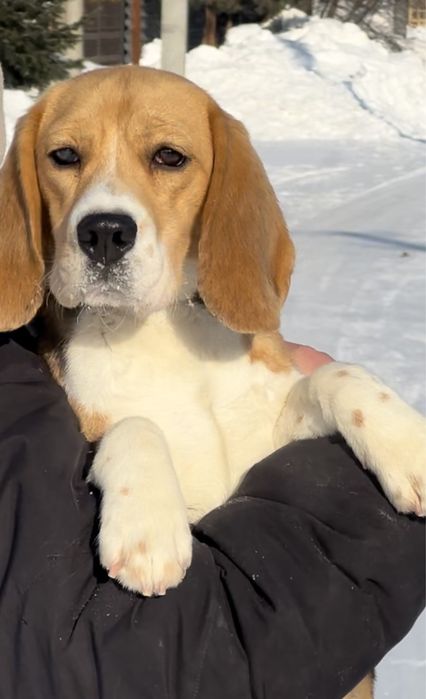 Щенок бигля, девочка , документы