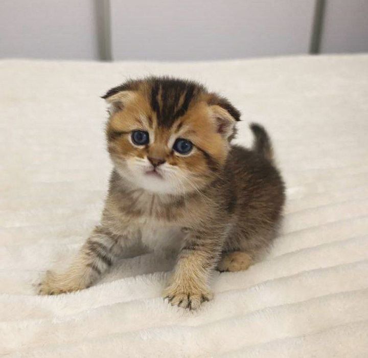 Золото шиншилла фолд,страйт котёноки