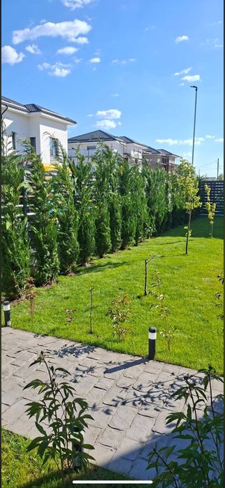 Leylandii Cupressus - Solutia rapida pentru gard viu vesnic verde