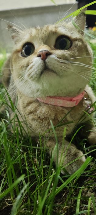 Britaniskiy zolotaya shinshilla