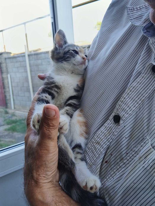 Отдам котят в хорошие руки