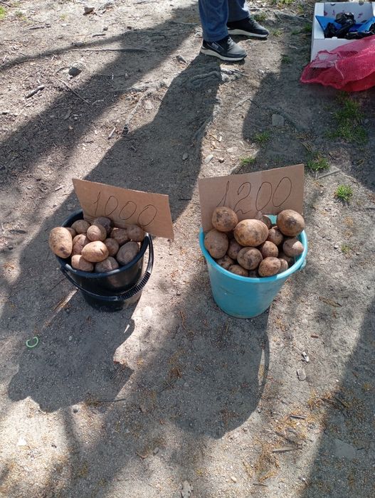Продам картошку 150тг килограмм