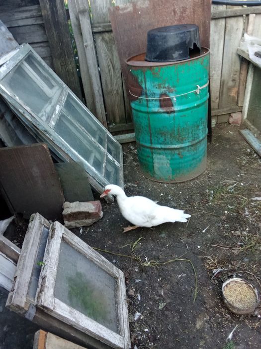 Продам индоуток в городе