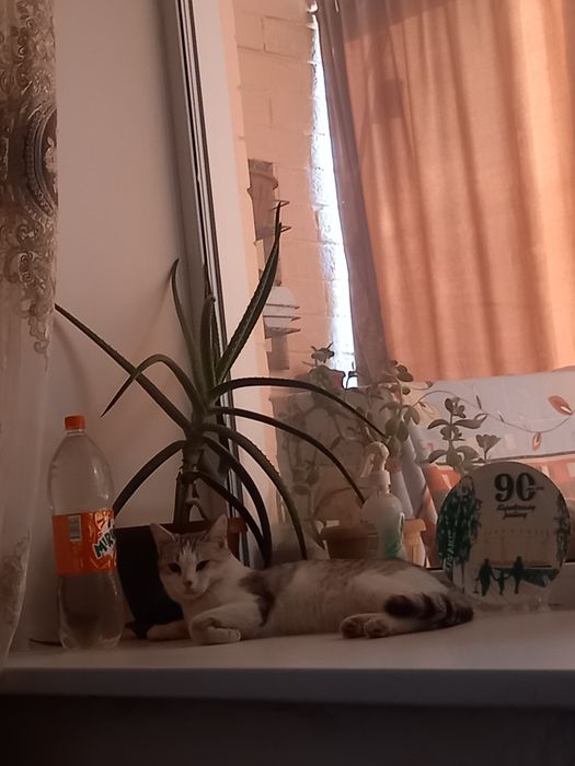 Отдам котика в добрые руки.