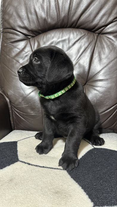 Pui Labrador Retriever