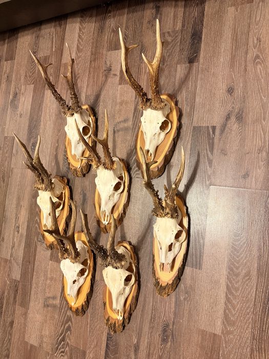 Lot 7 Trofee Căprior – Set Complet – Panoplie Rustic – Decor Cabană- cerb - coarne - trofeu - carpatin