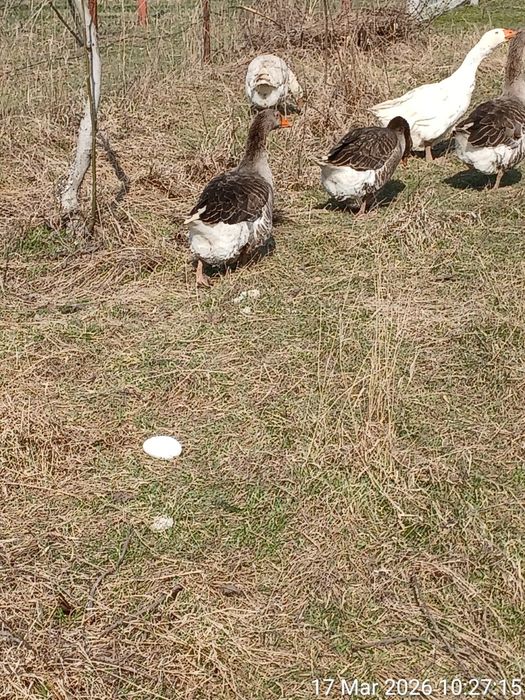 Vand oua de gasca pentru consum sau incubatie