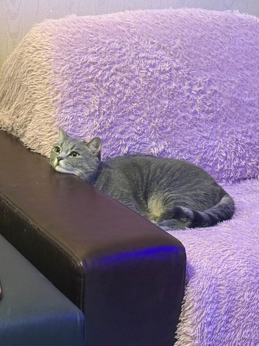Отдам кота бесплатно
