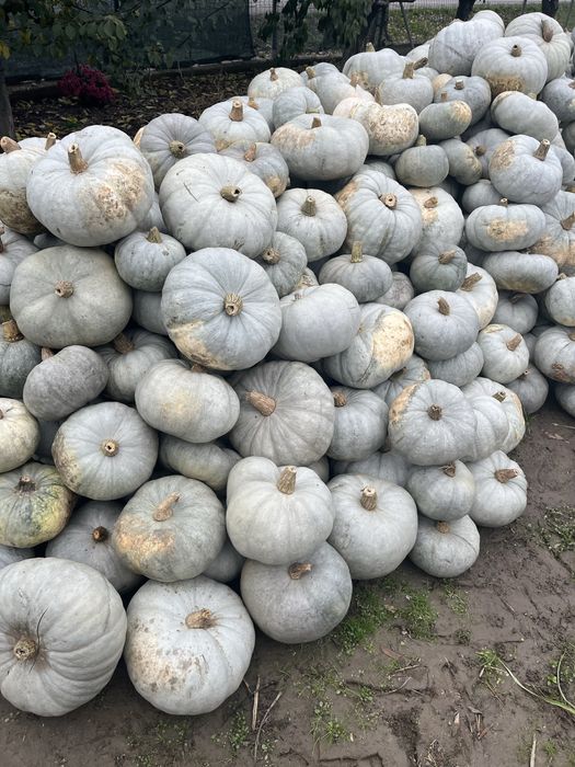 Dovlecii de plăcintă