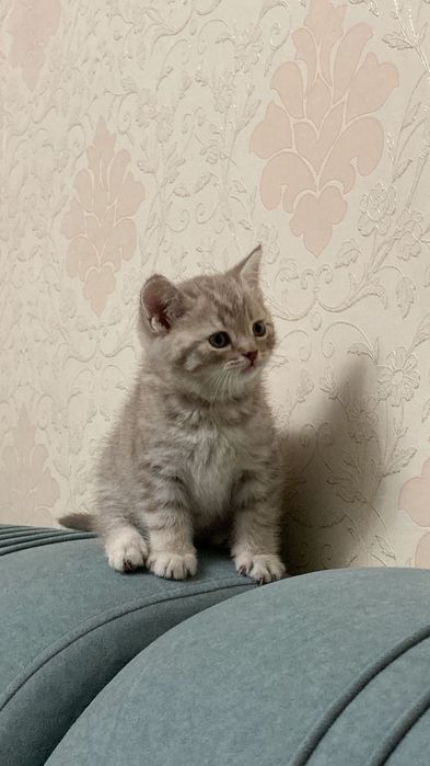 Продаётся пародистый котенок 7 месячный