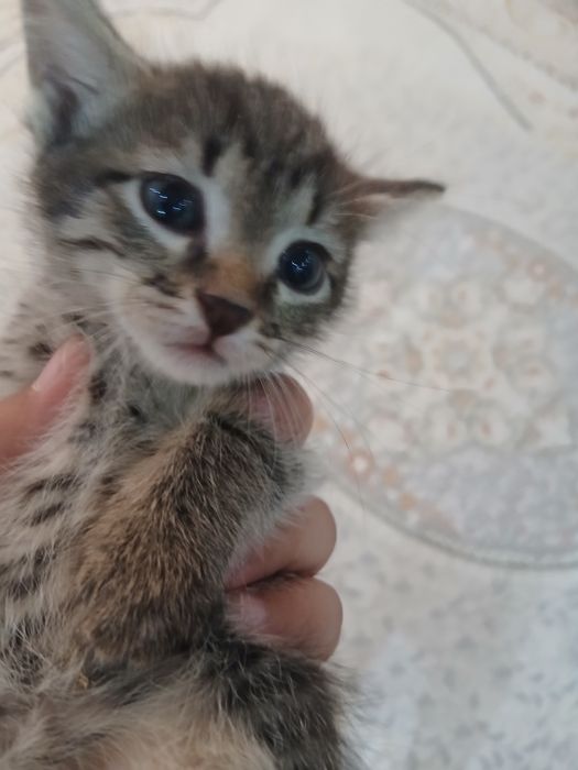 Отдам котенка 2 серый девочка черный мальчик