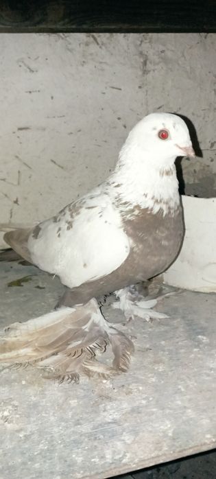 Голуби    Алматы