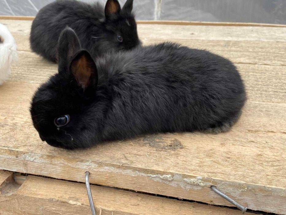 Iepuri de companie pitici, bucuria celor mici