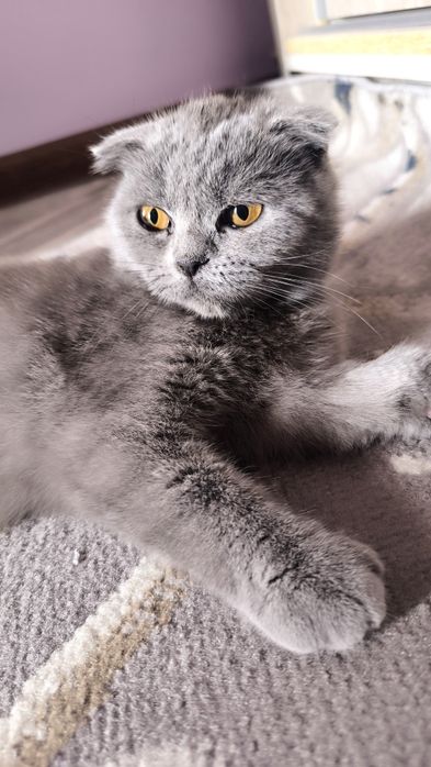 Mushukcha Mimi Scottish fold