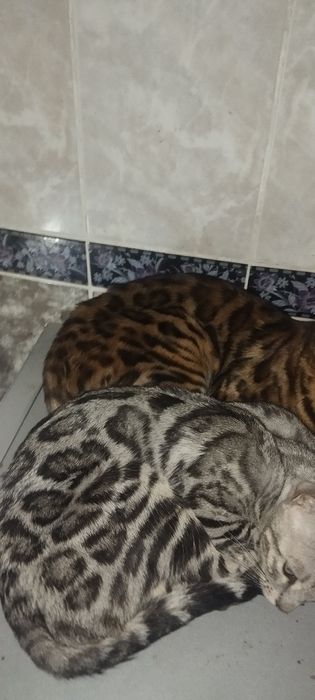 Продам бенгальского кота