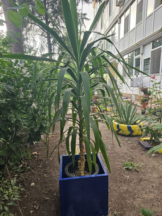 Vand planta Yucca!!!