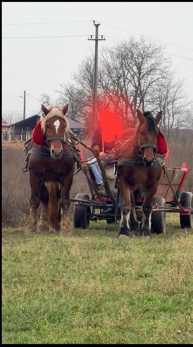 Vând mânză de 2 pe 3 ani merita văzută