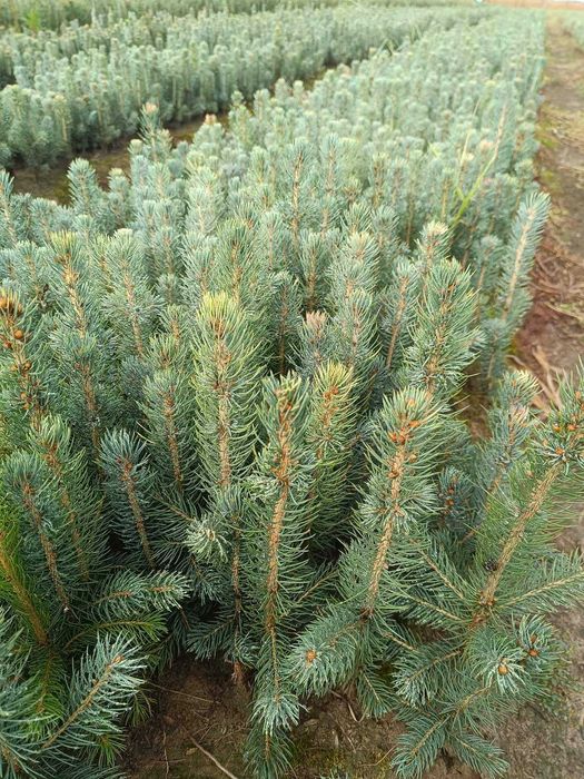 Puieti de brad argintiu Keibab