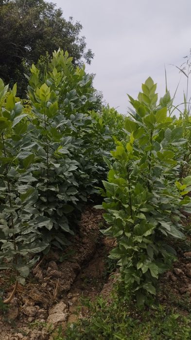 Саженцы все виды