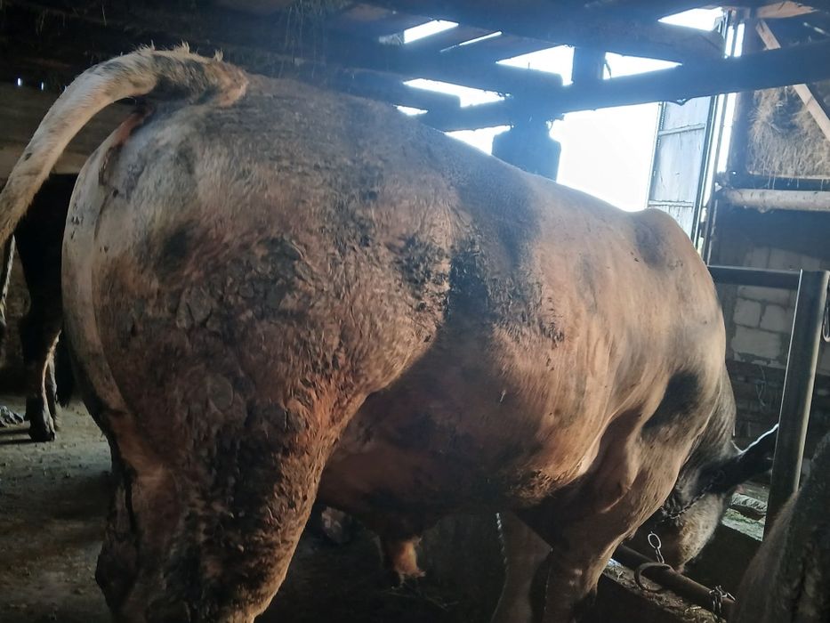 Vand tauri ptr montă sau sacrificat