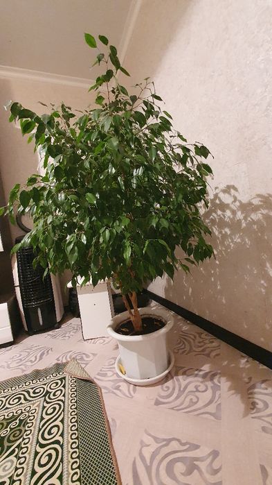 Фикус комнатные растения