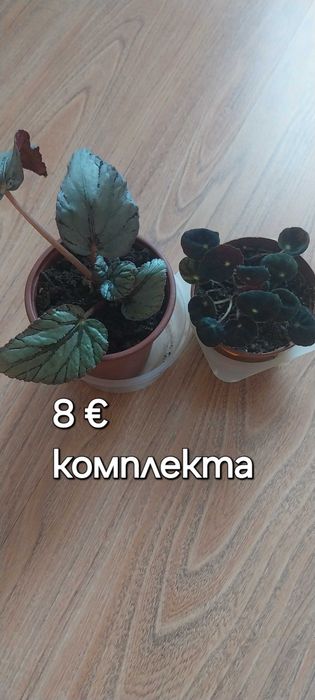 Живи растения, цветя