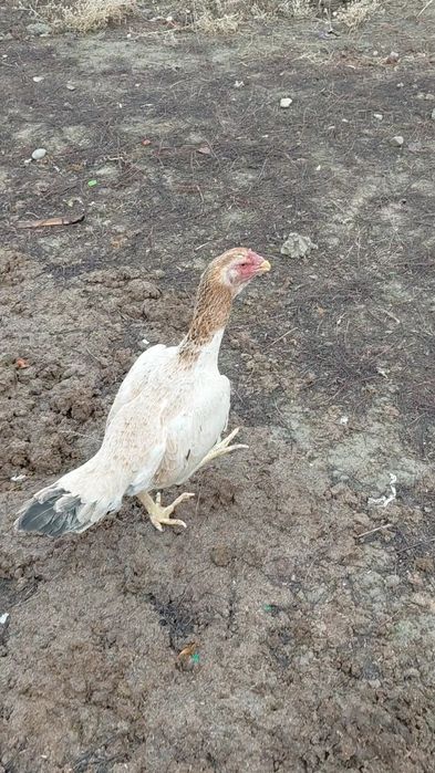 Дакан курица на продаже