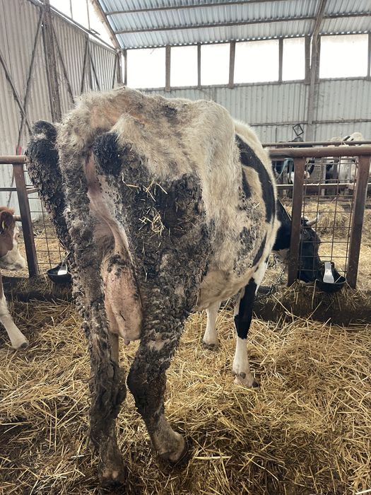 Vaca de lapte baltata romaneasca pe negru