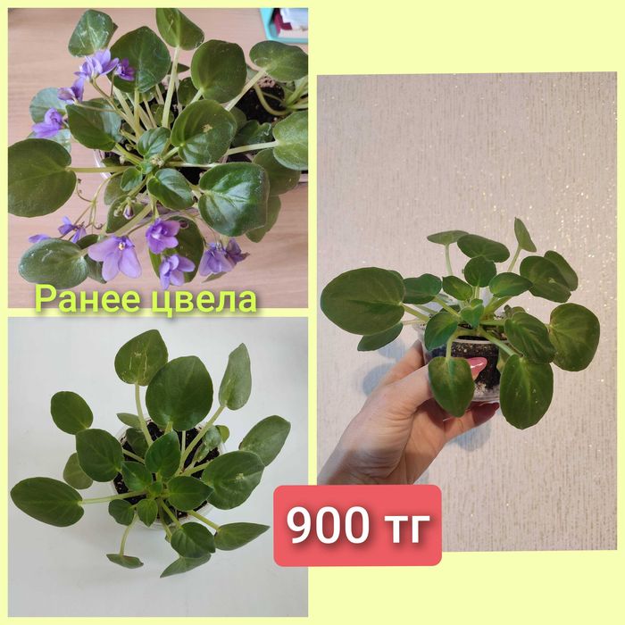 Мини фиалка ампельная